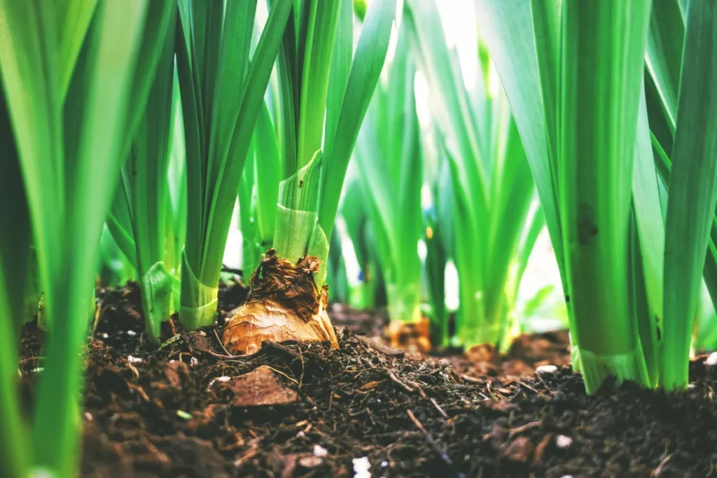 Un seme nel terreno di un campo in cui si fa agricoltura conservativa, che sta germinando.