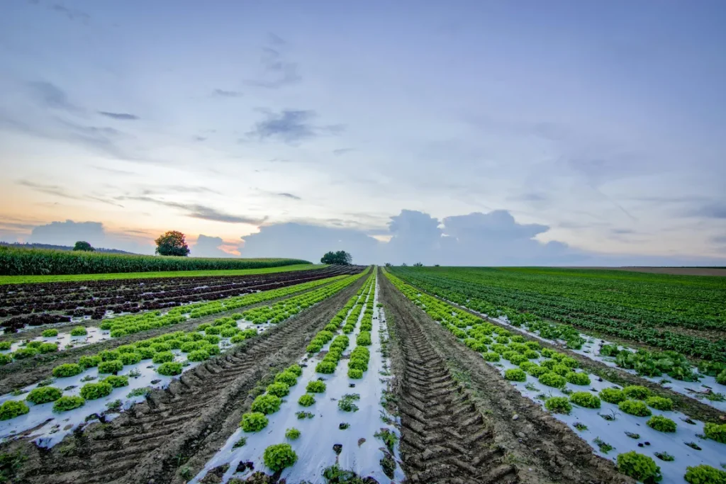 Foto di una coltura di specie vegetali appena piantate in un campo di agricoltura conservativa.