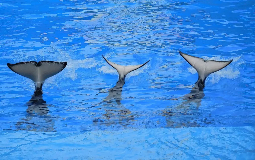 Tre orche immerse in acqua con le cose all'insù.