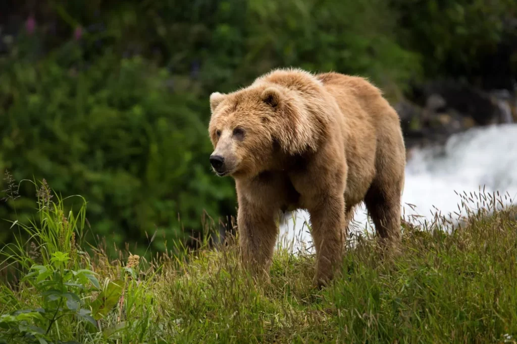 Un orso che cammina su un prato