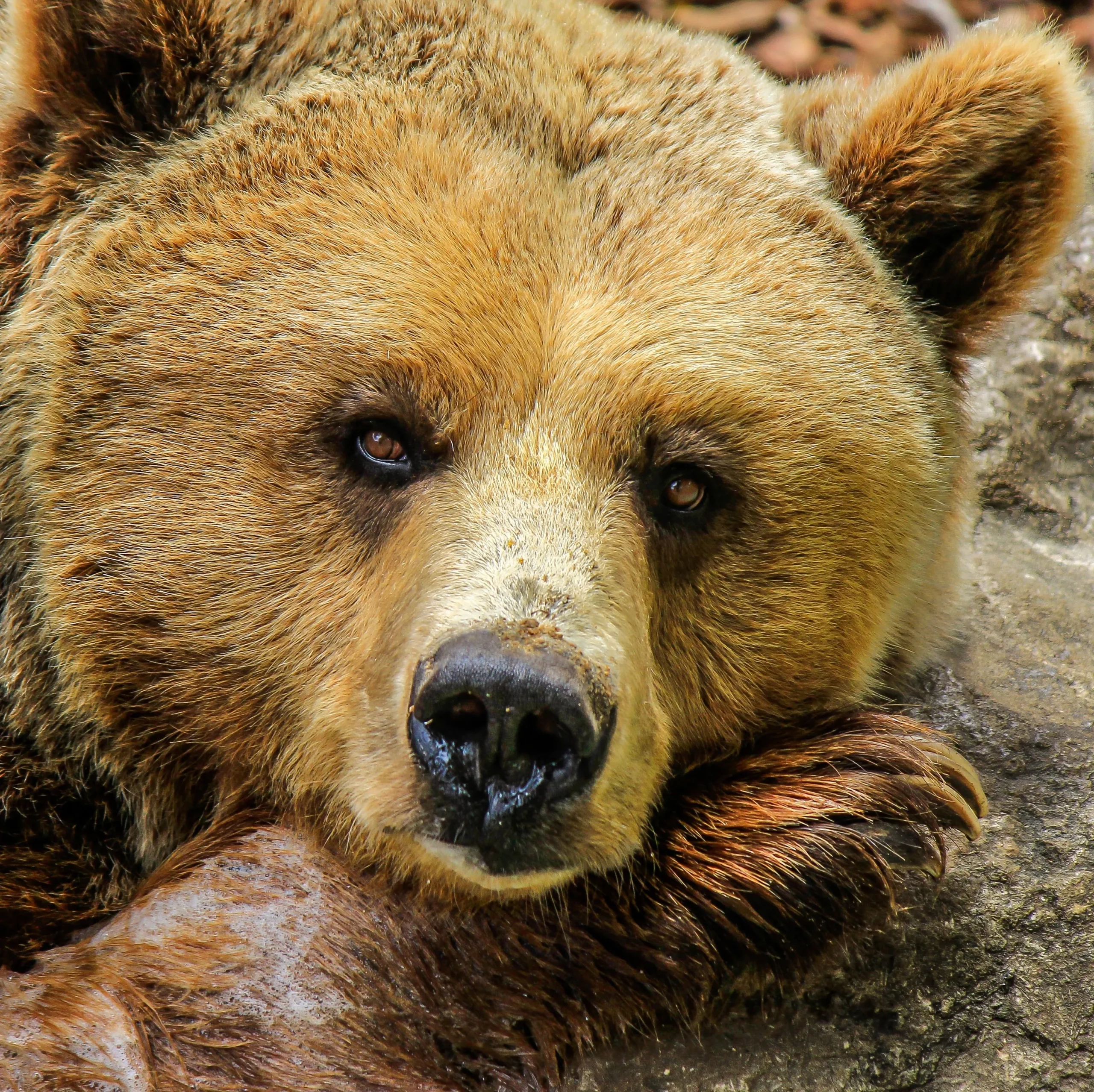 Primo piano di un orso bruno.