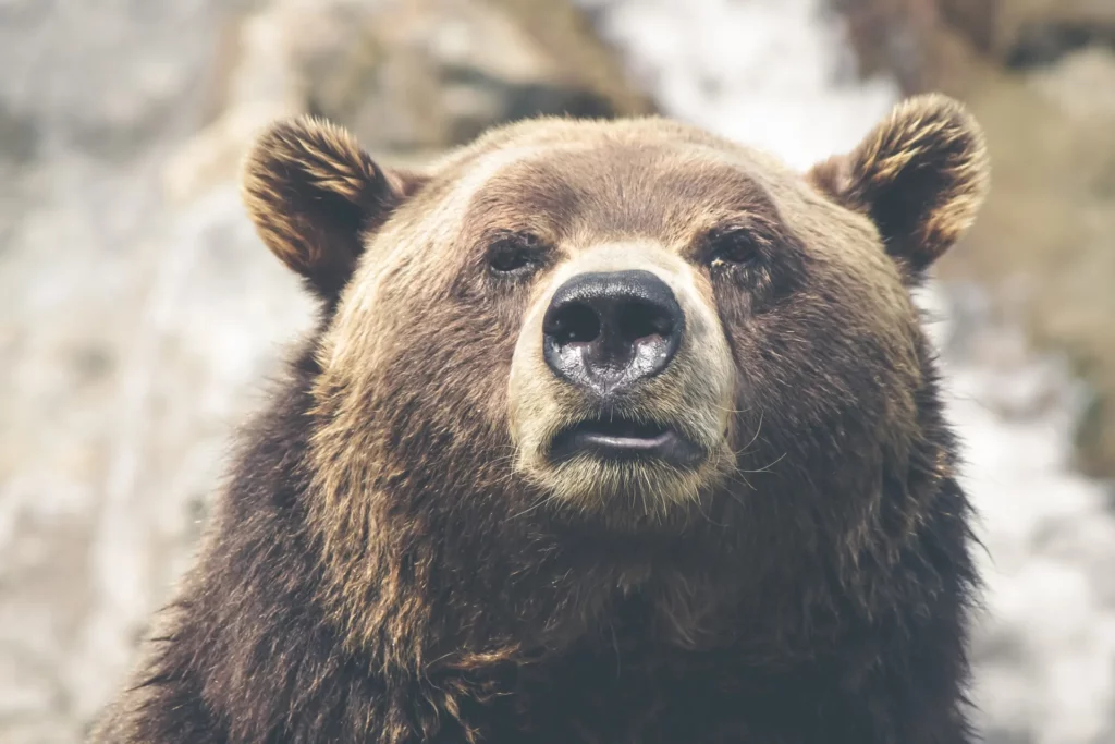 Il primo piano di un orso