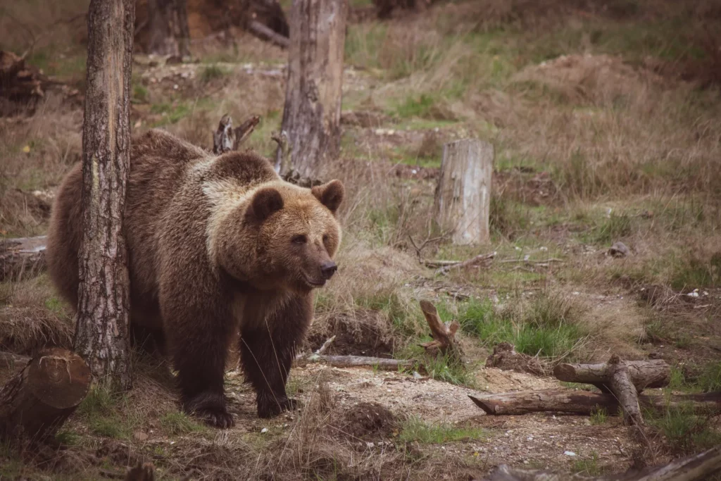 Un orso immerso in mezzo agli alberi