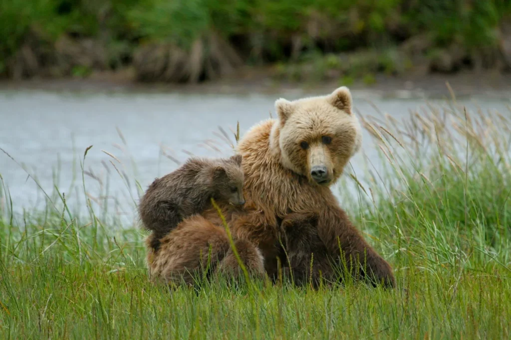 Una mamma orso che gioca con il suo cucciolo