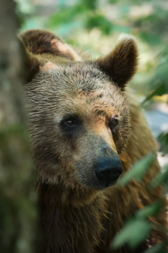 Un orso tra la vegetazione.