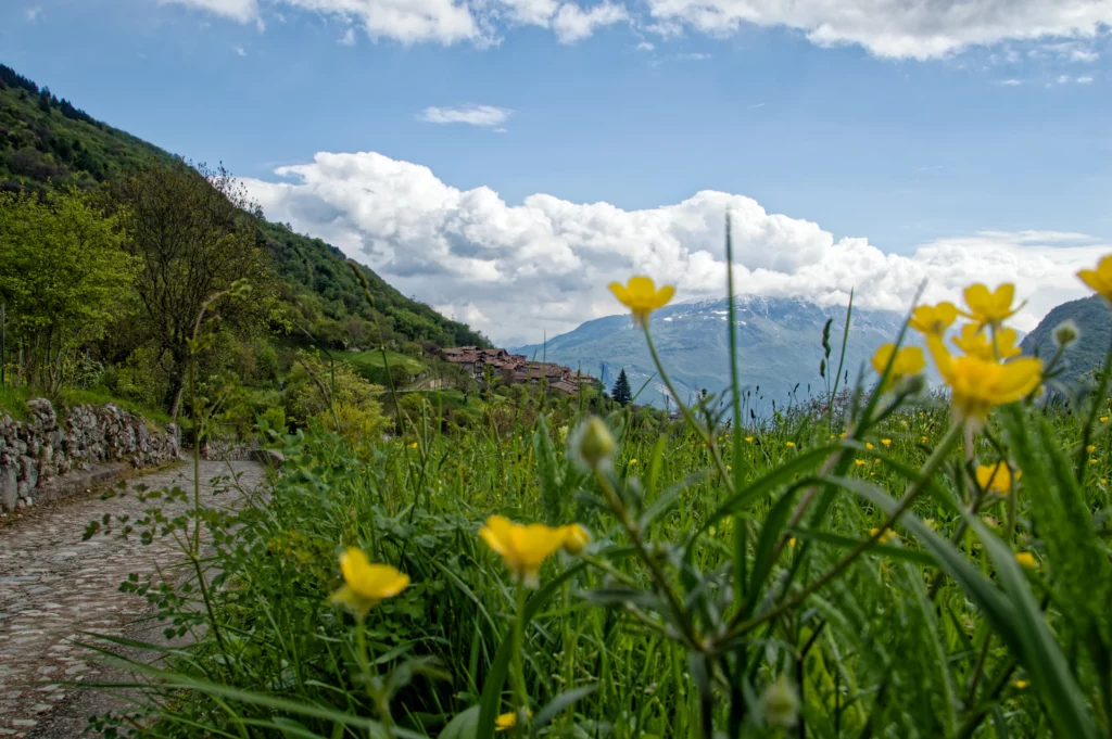 Un piccolo paesino sullo sfondo e un panorama di terreno coltivato con tanti fiori gialli.