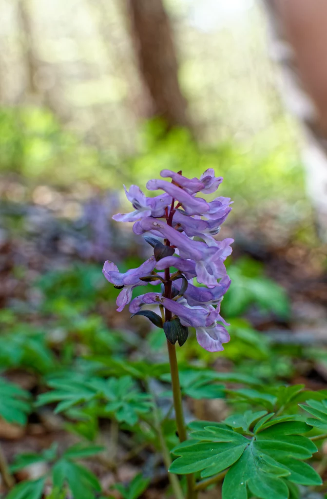 Una fotografia macro di un'orchidea viola.