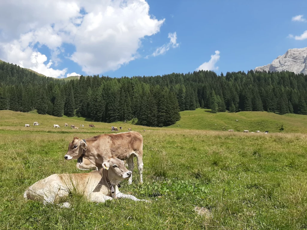 Un panorama di pianura verdeggiante con le mucche al pascolo.