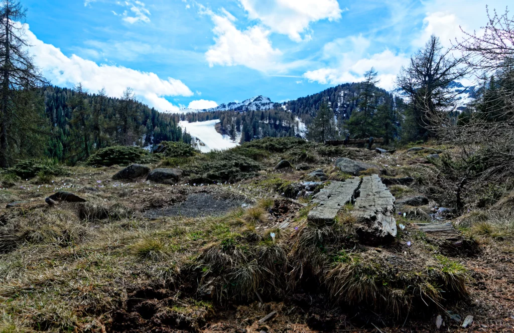 Un paesaggio di montagna con vegetazione fitta di abeti e sotto bosco e la presenza di neve sulle montagne in sottofondo.