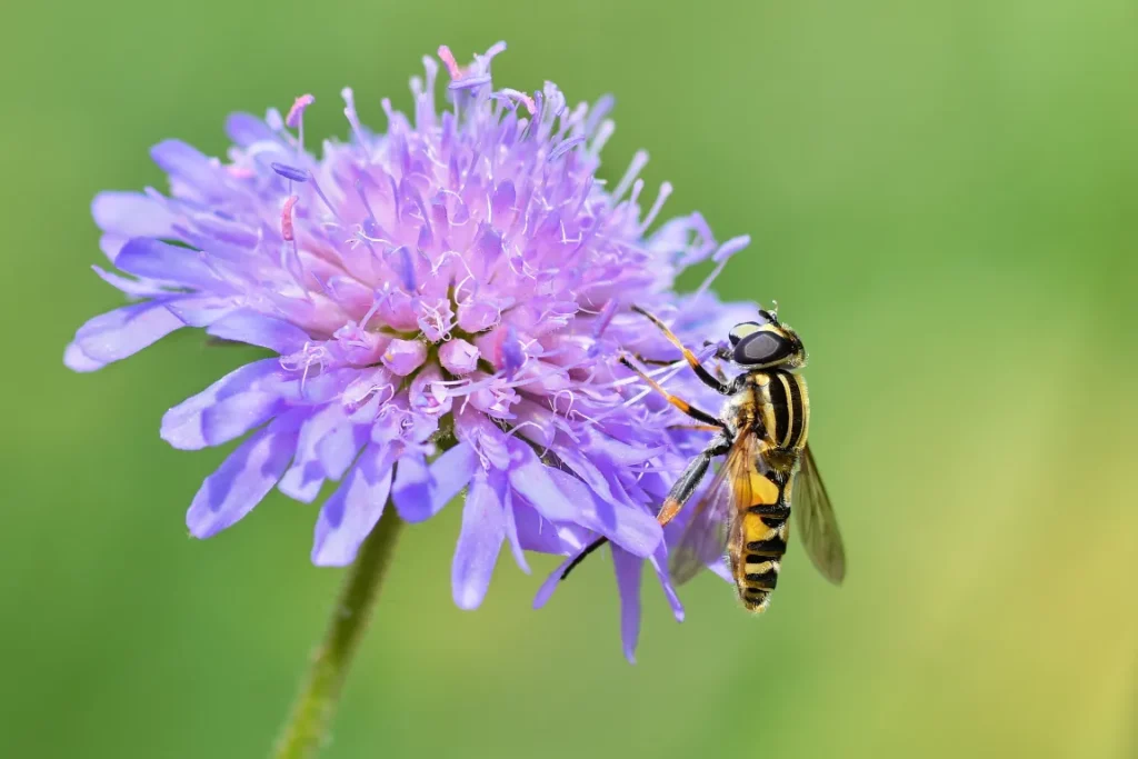 Un individuo della famiglia dei sirfidi che sembra una vespa su un fiore viola.