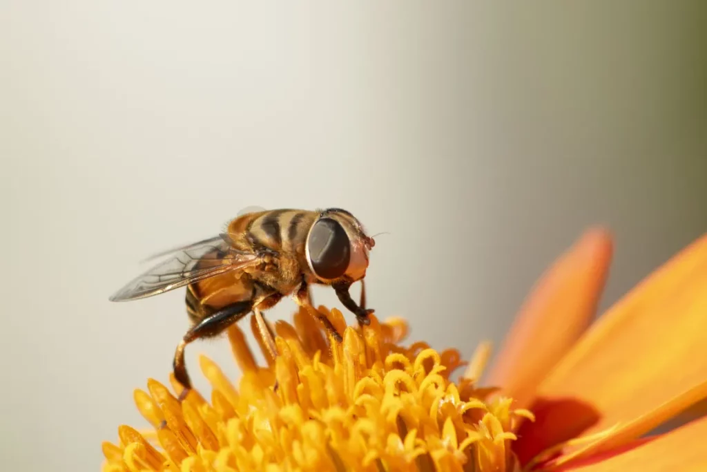 Un sirfide che ricorda un'ape su un fiore giallo.