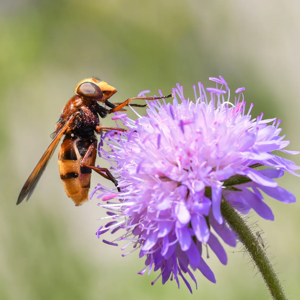 Un individuo della famiglia dei sirfidi su un fiore viola