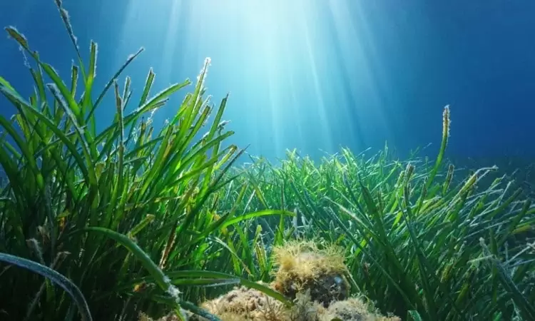 La Posidonia oceanica in mare.