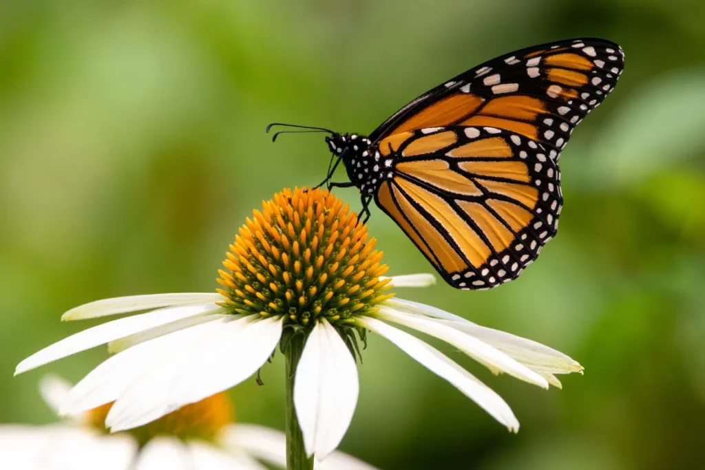 Una fotografia macro di una farfalla che si poggia su un fiore