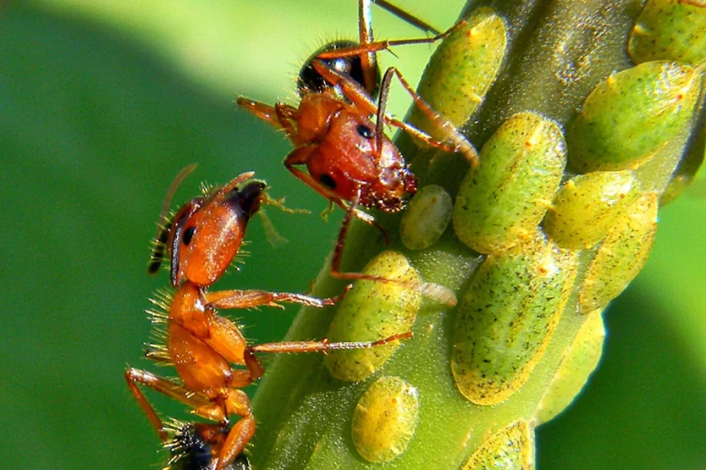 Il primo piano di due formiche su una pianta.