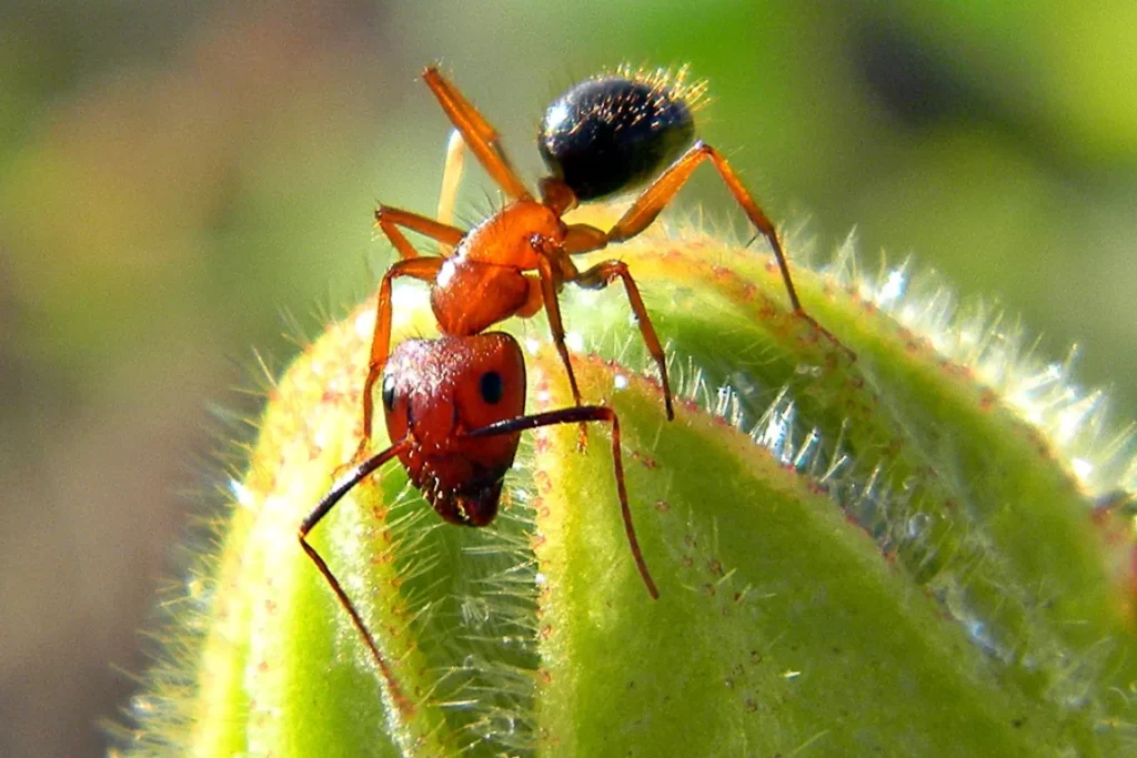 Una foto macro di una formica sul fiore di una pianta.