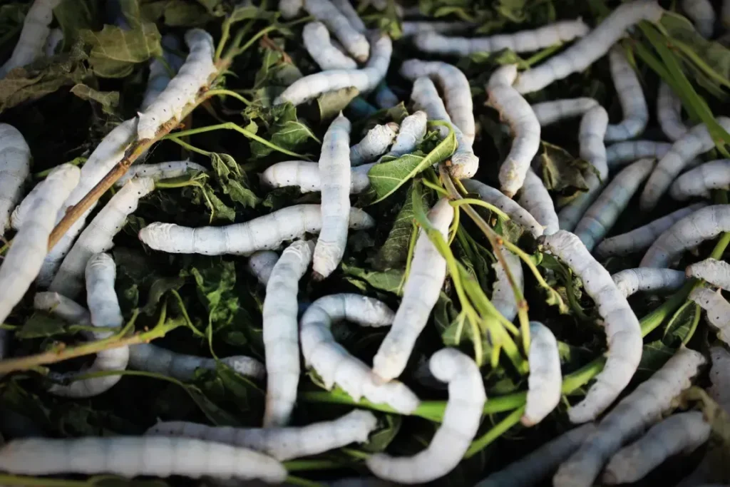 Un gruppo di bachi da seta che mangiano su un pavimento di foglie.