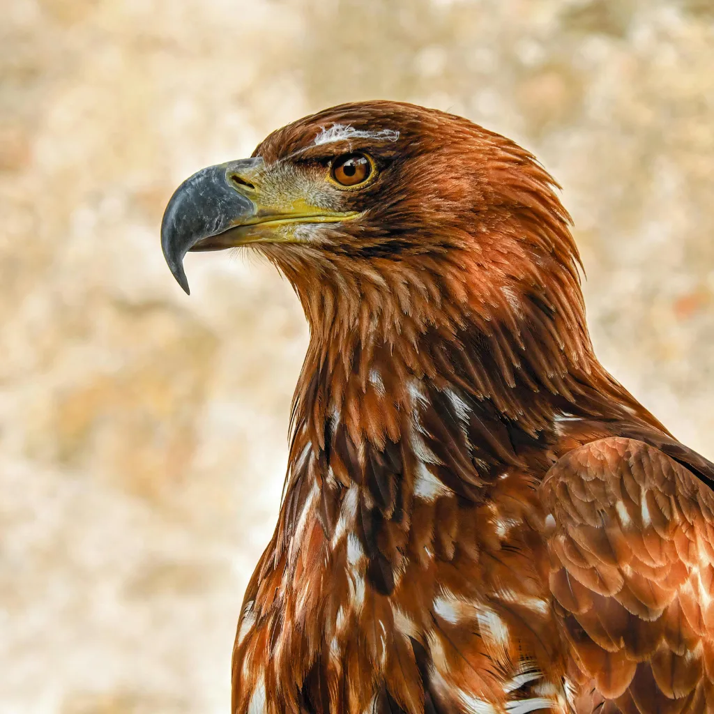 Aquila reale: un simbolo di maestosità in pericolo