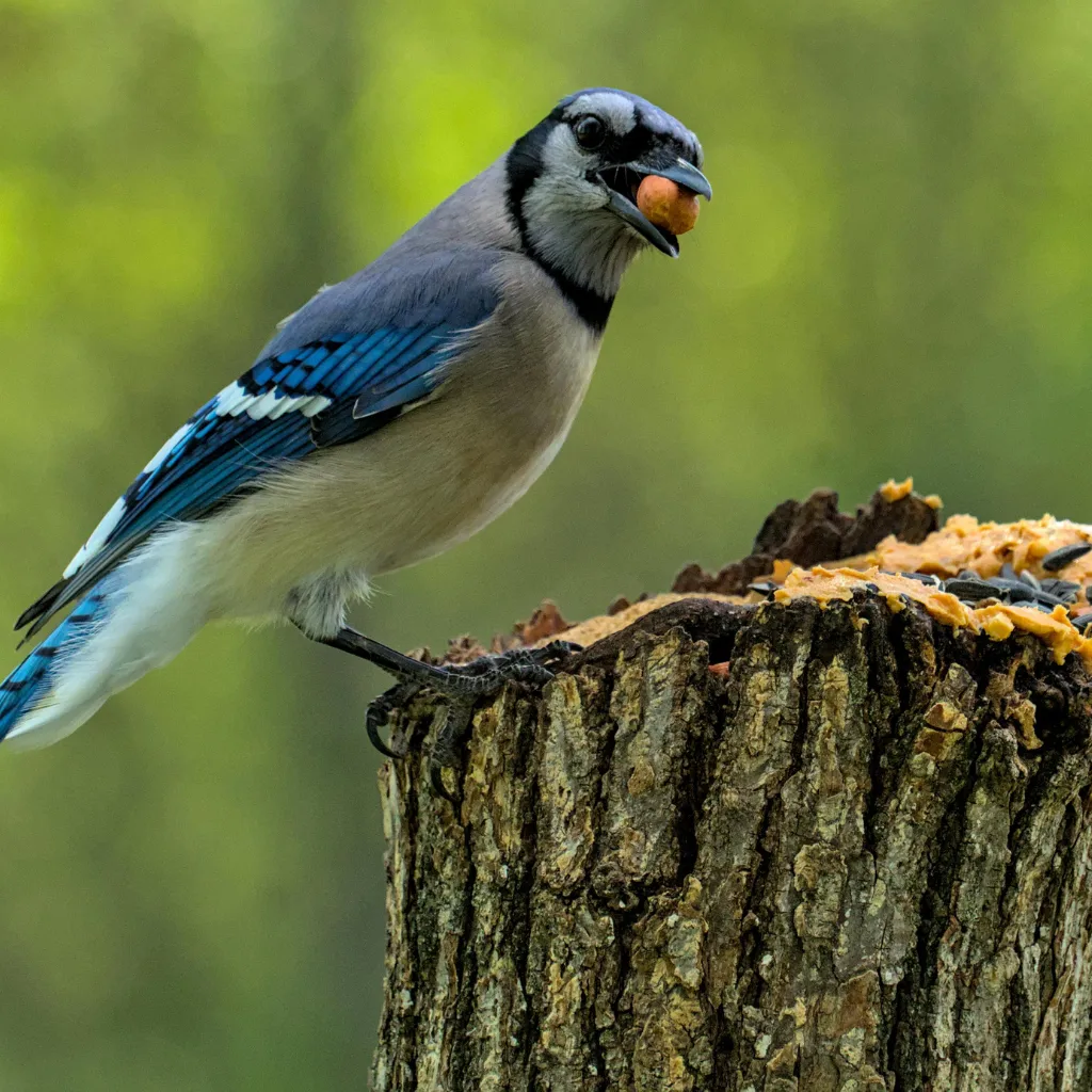 5 mangiatoie fai-da-te per uccelli selvatici  