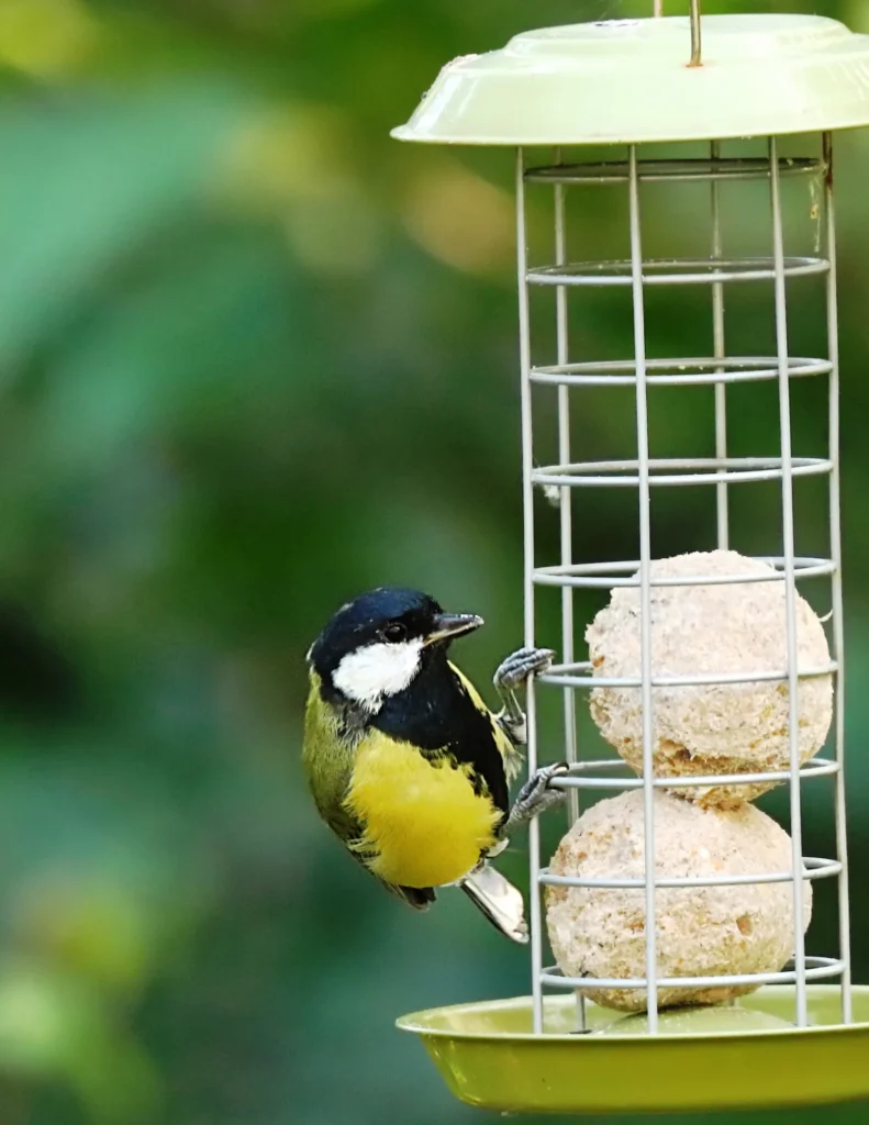 Una mangiatoia in metallo con dentro delle palline di grasso, e un uccellino appeso alla mangiatoia.