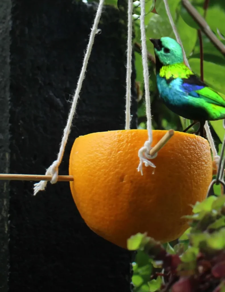 Una mangiatoia fatta con la buccia di arancia su cui è appoggiato un piccolo uccello colorato in verde e azzurro.